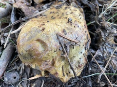 Suillus pseudobrevipes