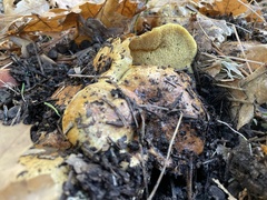 Suillus pseudobrevipes