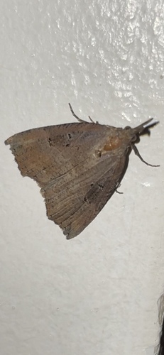 Hypena rostralis