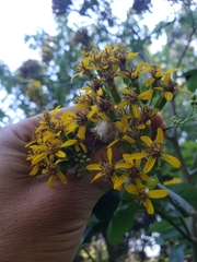 Roldana heracleifolia