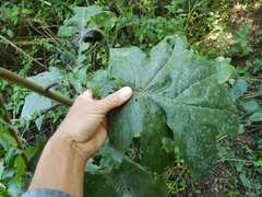 Roldana heracleifolia