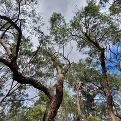 Angophora bakeri