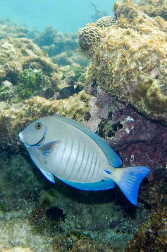 Photo of Doctorfish (Acanthurus chirurgus)