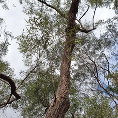 Angophora bakeri