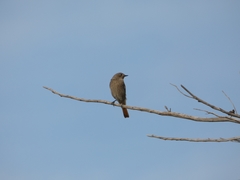 Phoenicurus ochruros