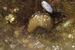 Bunodosoma zamponii