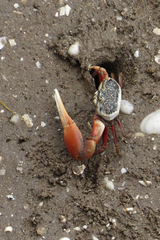 Leptuca uruguayensis