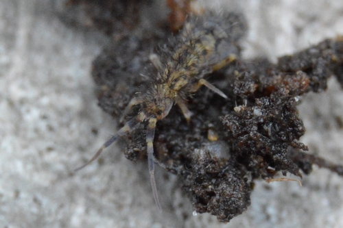 Orchesella villosa