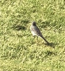Motacilla alba