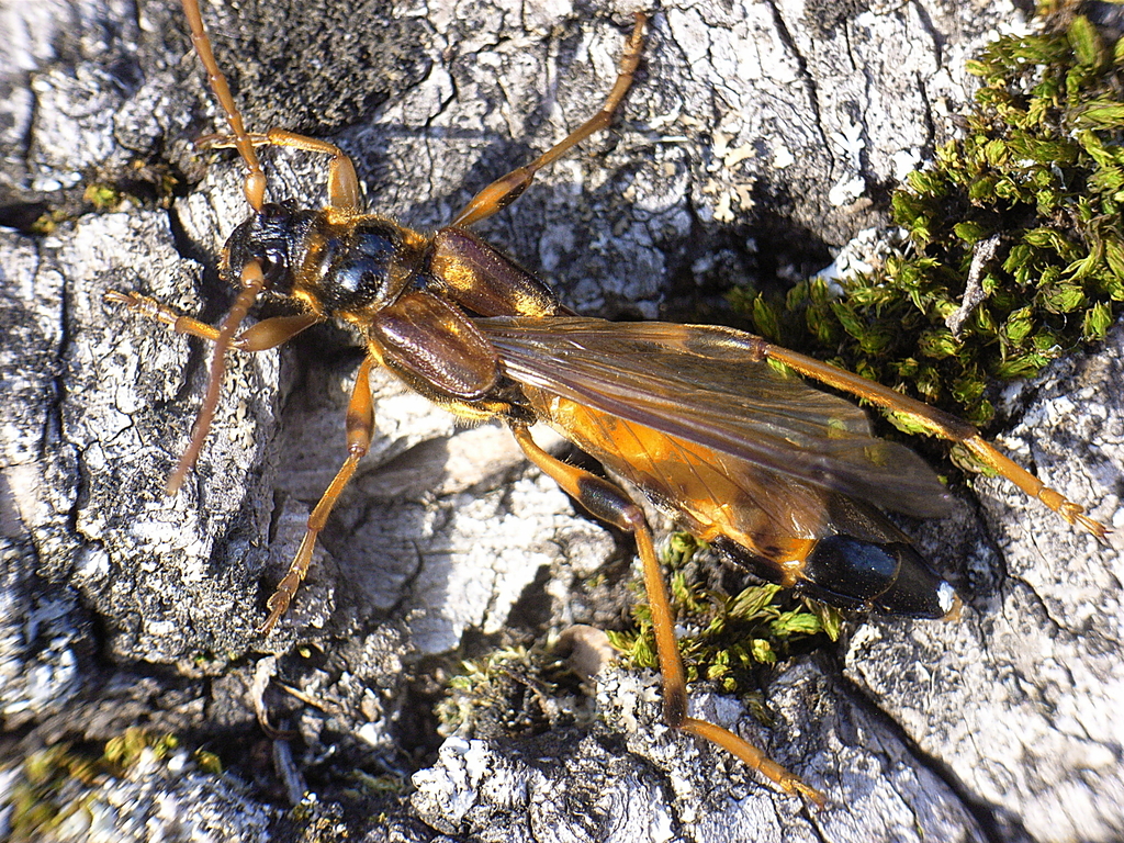 Necydalis ulmi