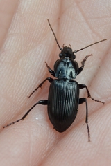 Pterostichus mutus