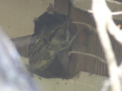 Megascops asio mccallii