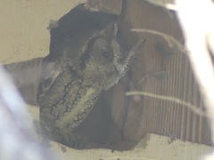 Megascops asio mccallii