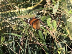 Danaus chrysippus