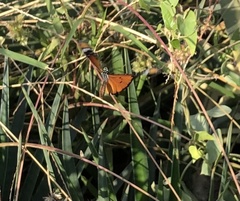 Danaus chrysippus