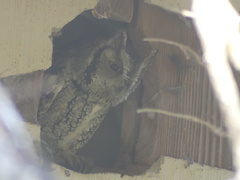 Megascops asio mccallii