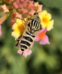 Eristalinus