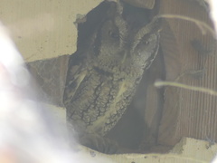 Megascops asio mccallii