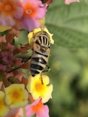Eristalinus