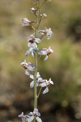 Delphinium parishii parishii