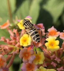 Eristalinus