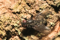 Phyto melanocephala