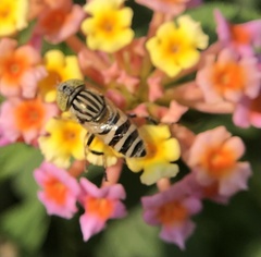 Eristalinus