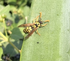 Polistes