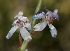 Delphinium parishii parishii