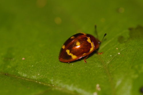 Iphiclus porcellana