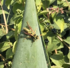 Polistes