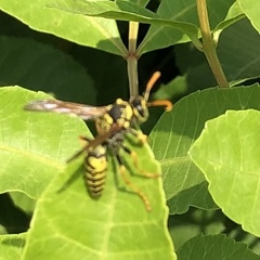 Polistes