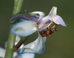Delphinium parishii parishii