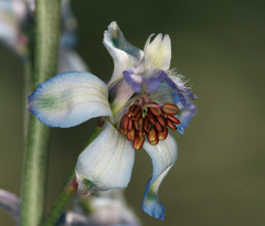 Delphinium parishii parishii