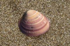 Eucallista purpurata