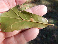 Polystepha pustuloides