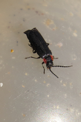 Polemius denticornis