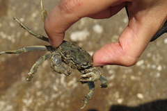 Cyrtograpsus angulatus