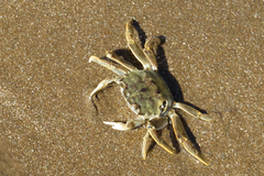 Cyrtograpsus angulatus