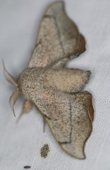 Cicinnus melsheimeri