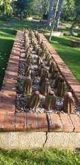 Melocactus lemairei