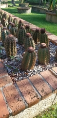 Melocactus lemairei