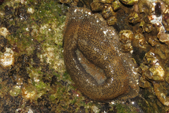 Bunodosoma zamponii
