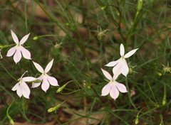 Lithotoma anethifolia