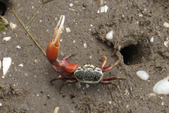 Leptuca uruguayensis