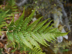 Dicksonia lanata