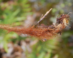 Dicksonia lanata