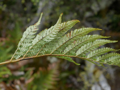 Dicksonia lanata