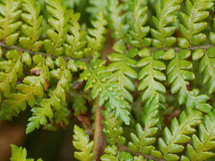 Dicksonia lanata