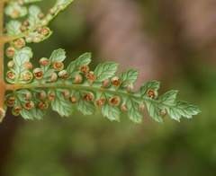 Dicksonia lanata